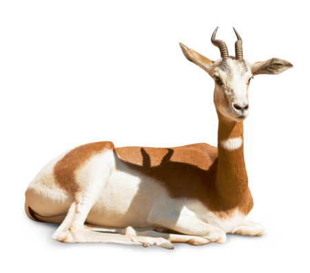 Das Bild zeigt eine liegende Mhorrgazelle. Das Tier blickt zur rechten Seite des Bildes.