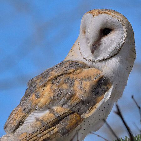 The picture shows a barn owl perched on a tree. The barn owl looks past the camera into the distance. 