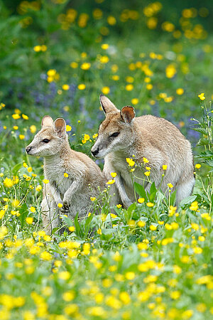 Zwei Flinkwallabys sitzen nebeneinander auf einer blühenden Wiese.