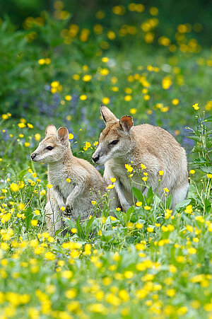 Zwei Flinkwallabys sitzen nebeneinander in einer blühenden Wiese.