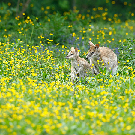 [Translate to English:] Zwei Flinkwallabys sitzen nebeinander im Gras.