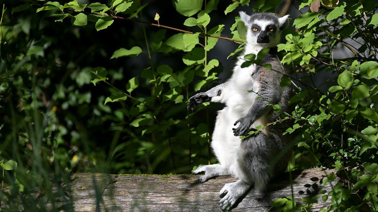 Katta sitzend in der Sonne