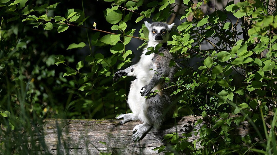 ein in der Sonne sitzender Katta im Tierpark Hellabrunn 