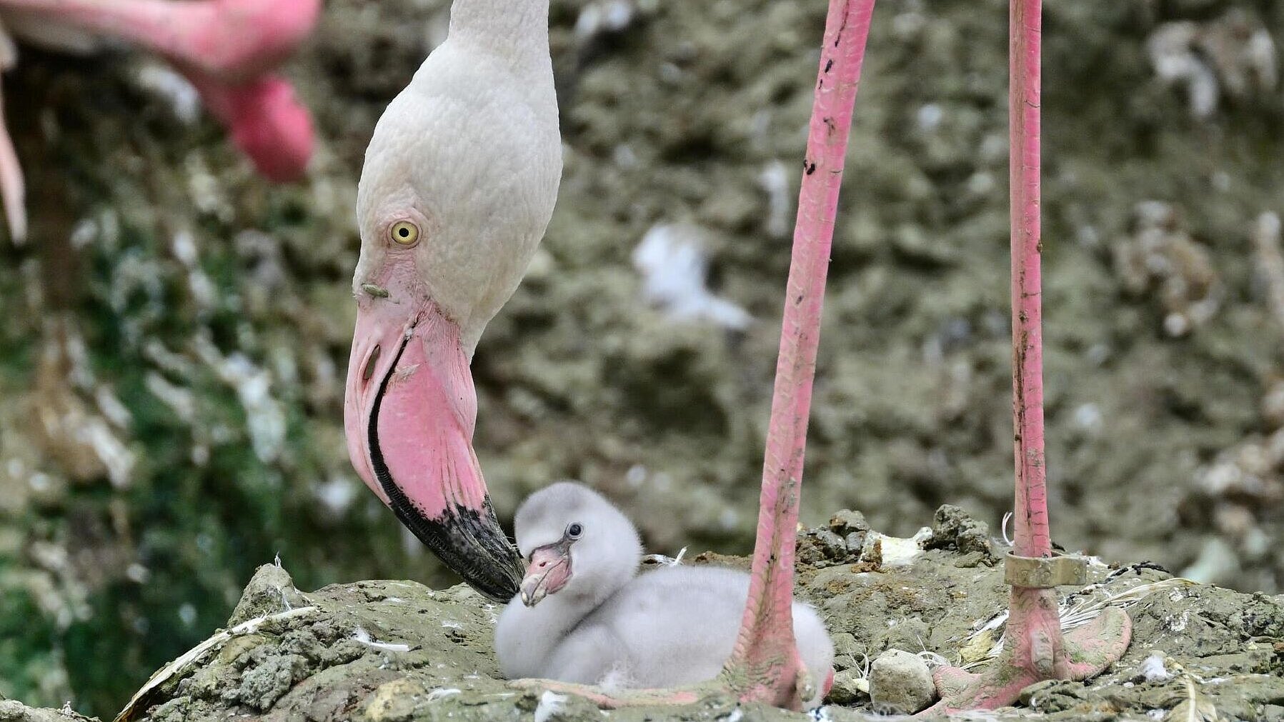 Rosa Flamingo mit Küken im Tierpark Hellabrunn