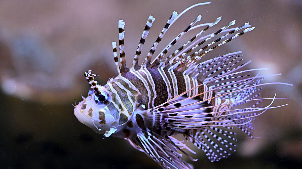 Feuerfisch