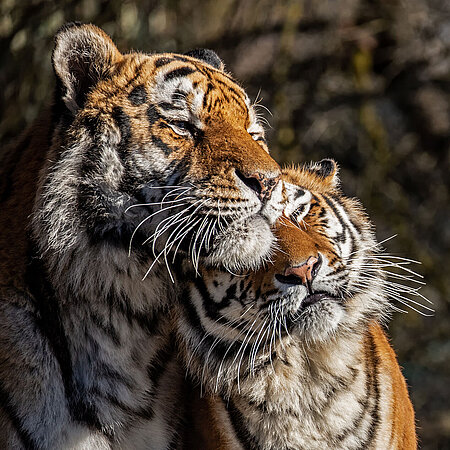 The two Hellabrunn tigers "Ahimsa" and "Jegor" cuddling in the Hellabrunn Zoo.