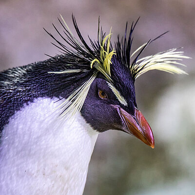 [Translate to English:] The image shows a portrait of a northern rockhopper penguin with yellow feathers on its black head and a white belly.