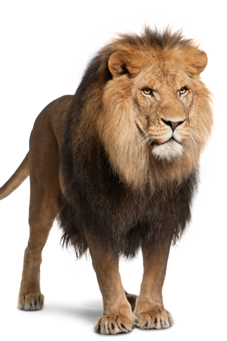 A lion