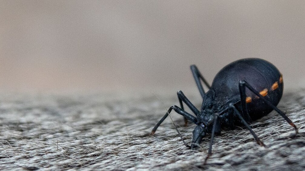 Raubwanze bei tierärztlichen Untersuchungen im Tierpark Hellabrunn