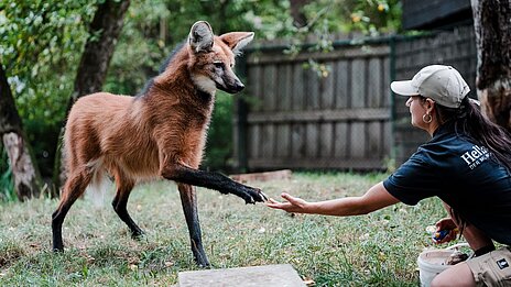Medical Training bei einem Mähnenwolf in Hellabrunn