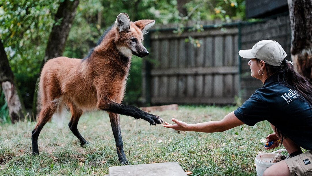 Medical Training bei einem Mähnenwolf in Hellabrunn