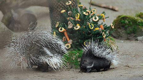 Ein Stachelschwein und sein Jungtier inspizieren neugierig einen mit Futter geschmückten Weihnachtsbaum 
