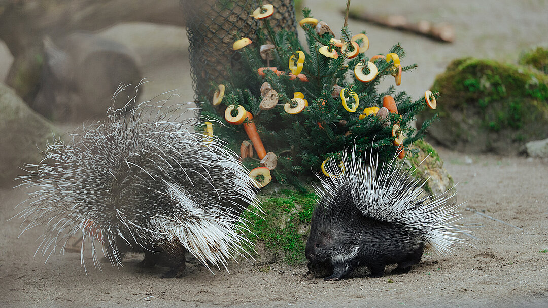 Ein Stachelschwein und sein Jungtier inspizieren neugierig einen mit Futter geschmückten Weihnachtsbaum 