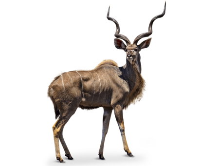 Ein großer Kudu von der Seite.