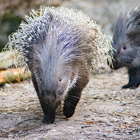 Two porcupines walk towards the camera. 