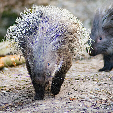 Zwei Stachelschweine gehen in Richtung Kamera.