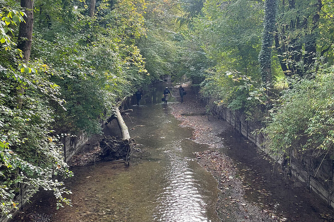 Der Auer Mühlbach während der Bachauskehr.