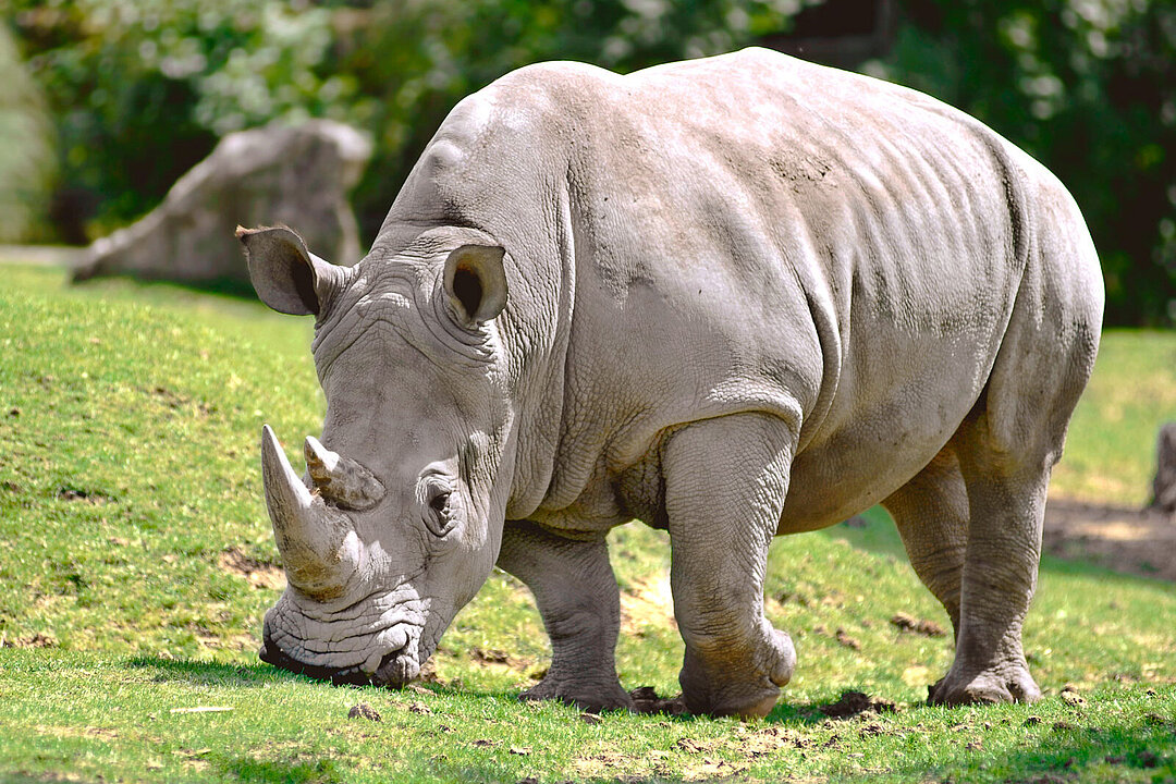 Ein Breitmaulnashorn. 