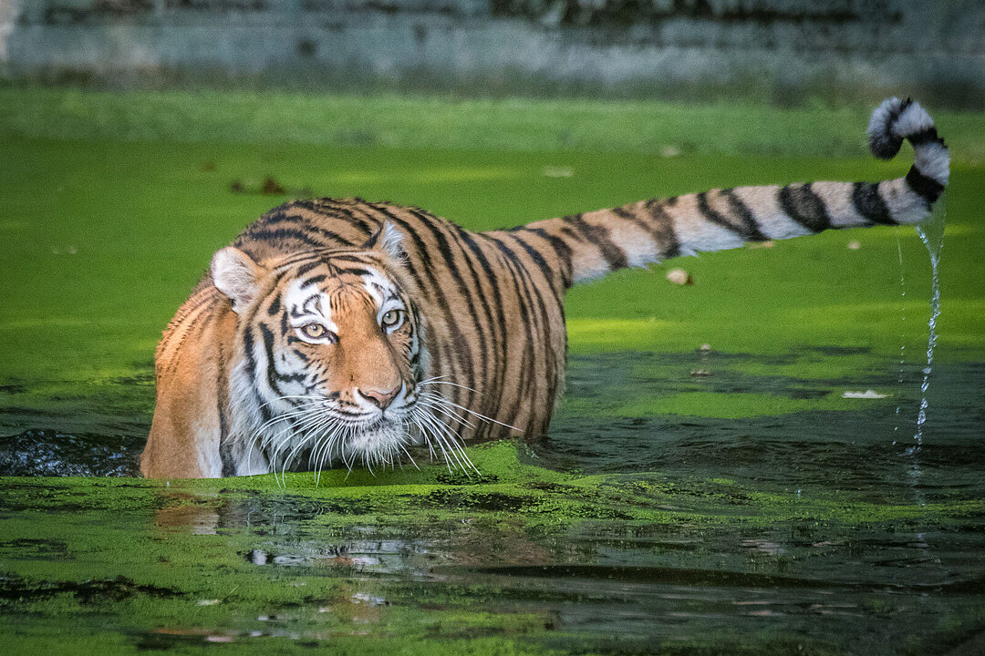 einer der beiden Hellabrunner Tiger beim Baden.