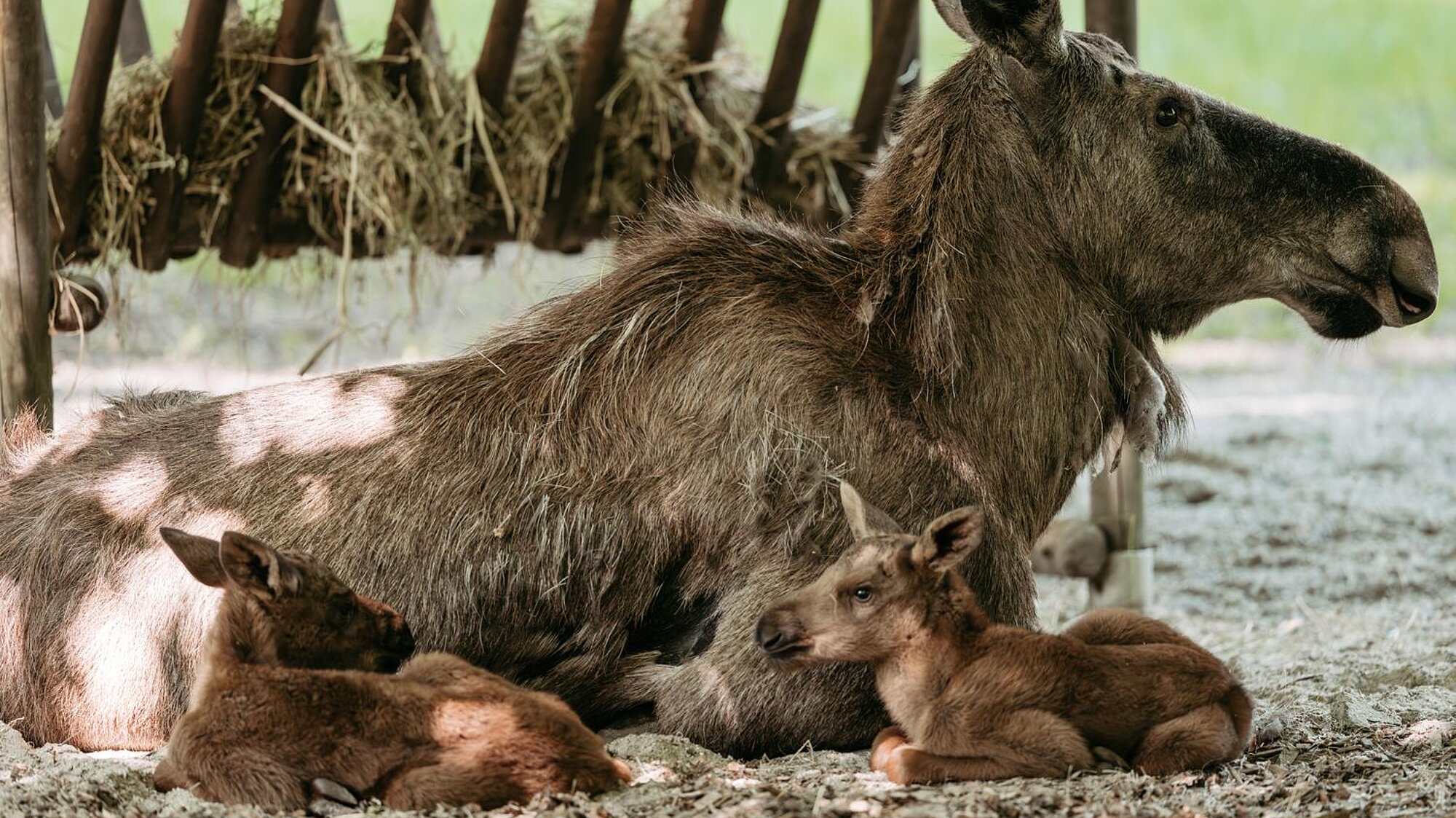 Doppelter Nachwuchs bei den Elchen - Tierpark Hellabrunn