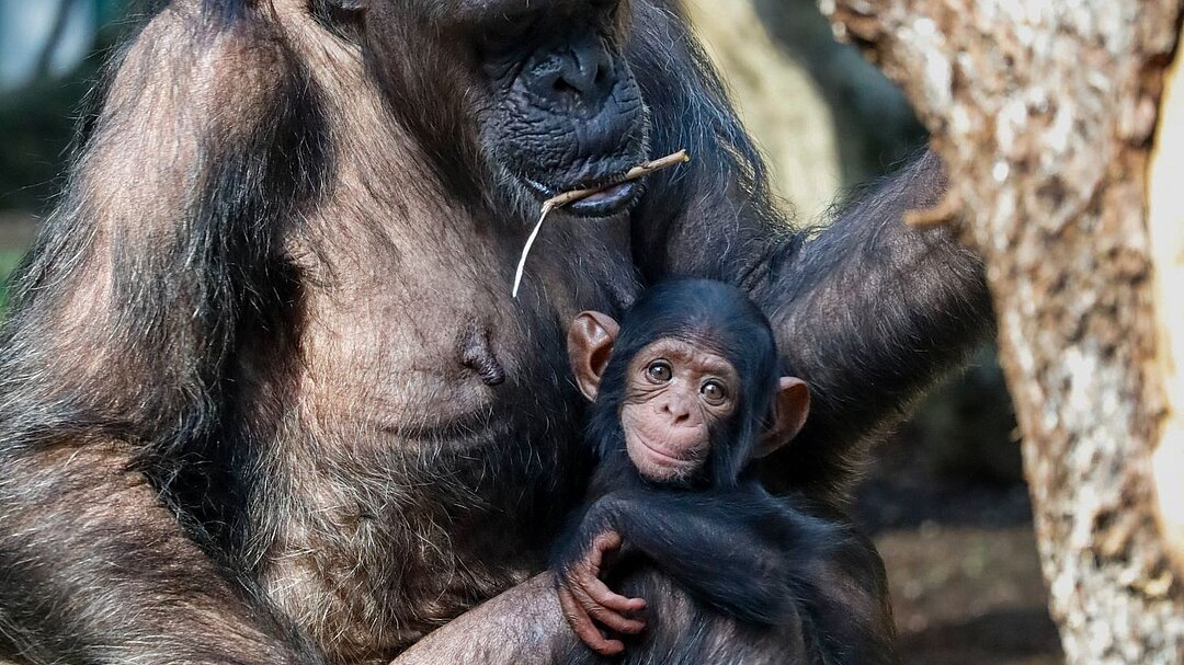 Schimpanse mit Jungtier im Tierpark Hellabrunn