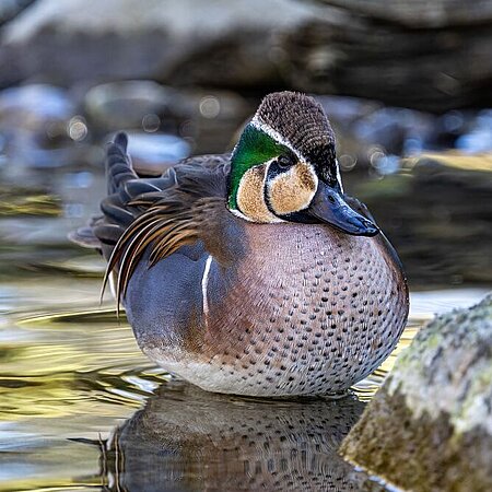 Ente mit weißem Brustkleid und schwarzen Tupfen sitzt im Wasserlauf eines Baches neben einem Stein. Sie hat ein dunkle Rückenfedern und einen hellen Kopf mit markanter grüner Zeichnung.