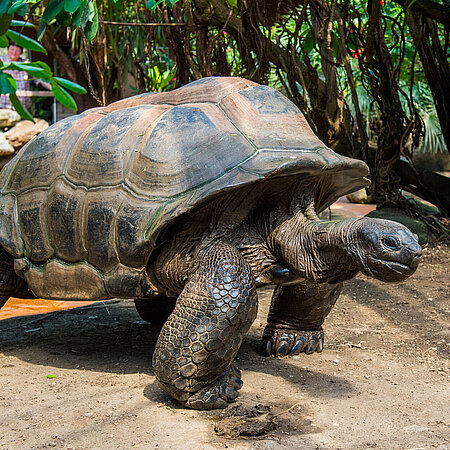 Aldabra-Riesenschildkröte Eine Aldabra-Riesenschildkröte im Tierpark Hellabrunn im Schildkrötenhaus.