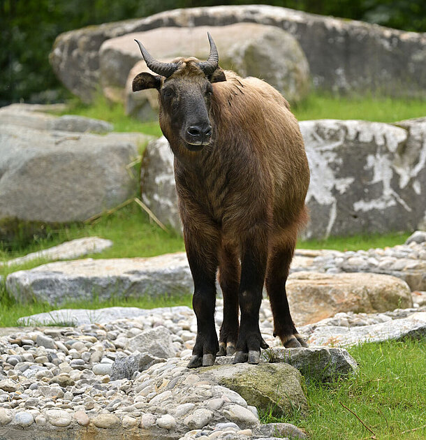 Ein Takin steht auf seiner felsigen Anlage und blickt in die Kamera.