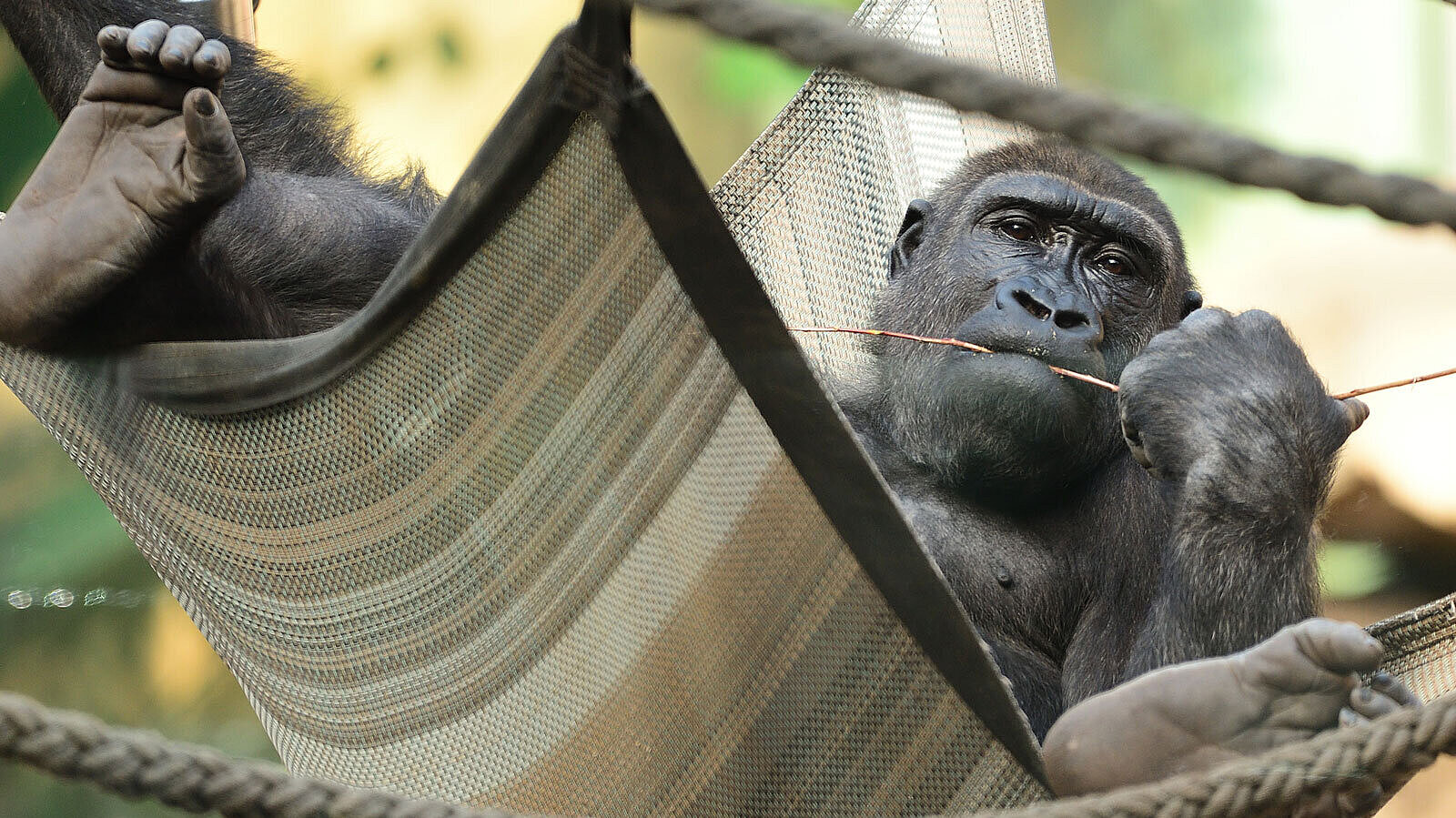 Gorilla in Hängematte