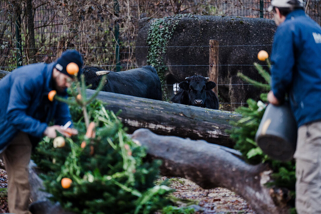 Zwei Tierpfleger beim Schmücken des Christbaumes für die Dahomey-Zwergrinder.