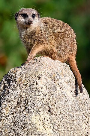 Erdmännchen