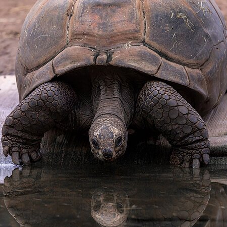 Eine große Schildkröte spiegelt sich im Wasser.