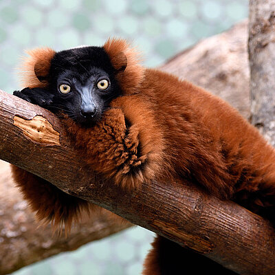 A red Vari sits on a branch and looks towards the camera.