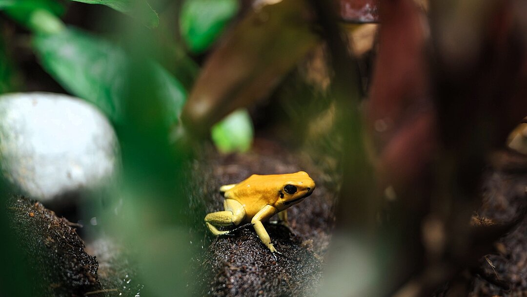 Goldener Pfeilgiftfrosch im Tierpark Hellabrunn 