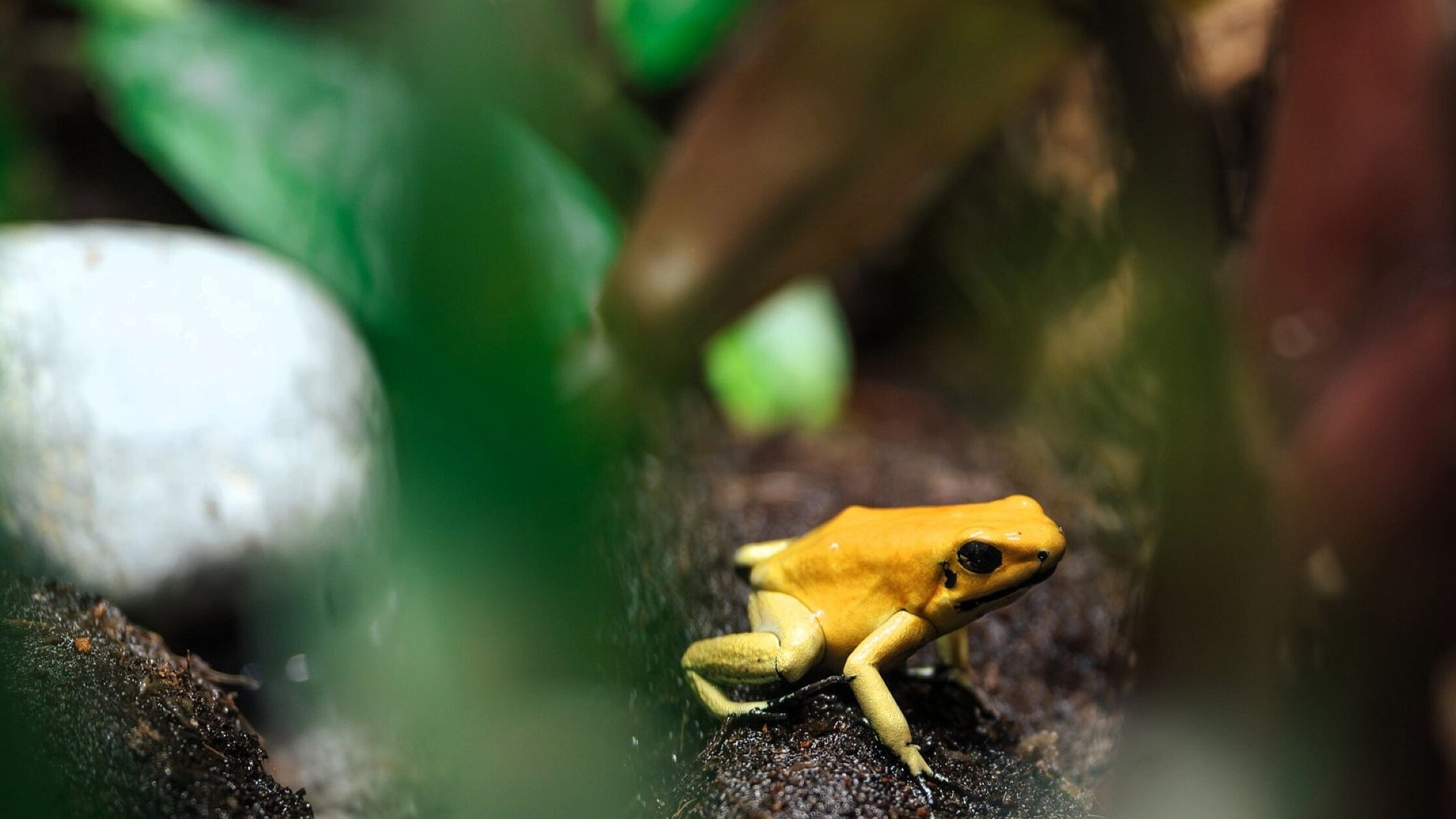 Goldener Pfeilgiftfrosch im Tierpark Hellabrunn