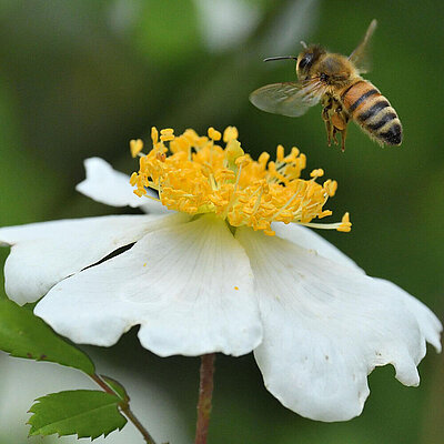 A western honeybee approaching the white flower.