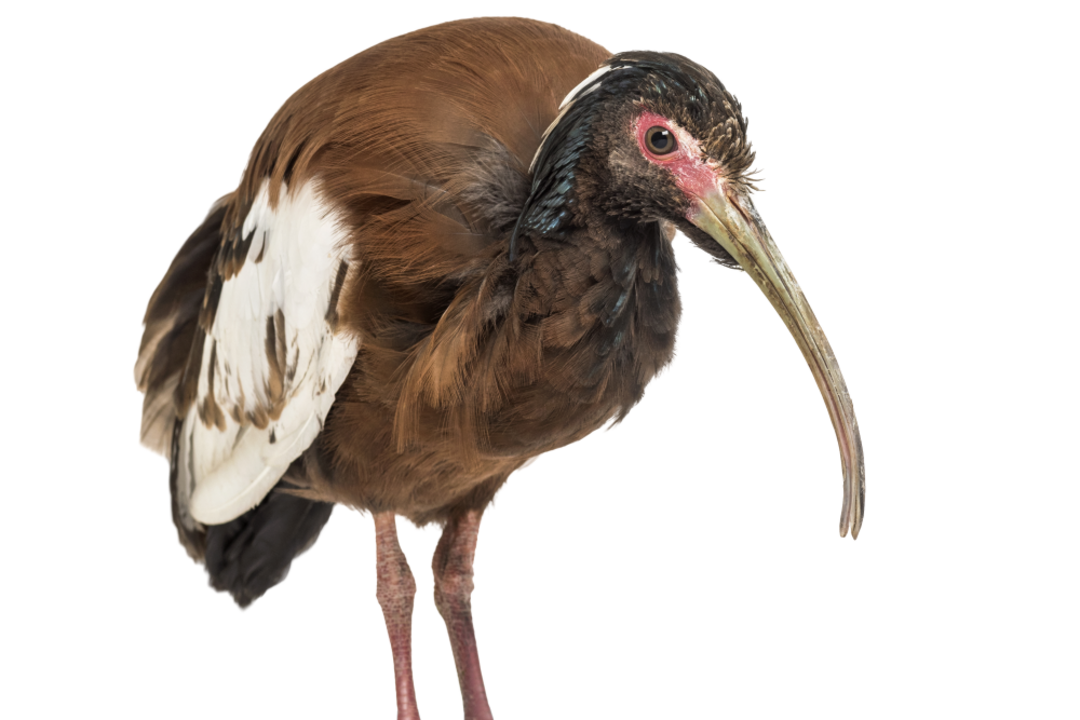 Mähnenibis frontalansicht mit Schopf