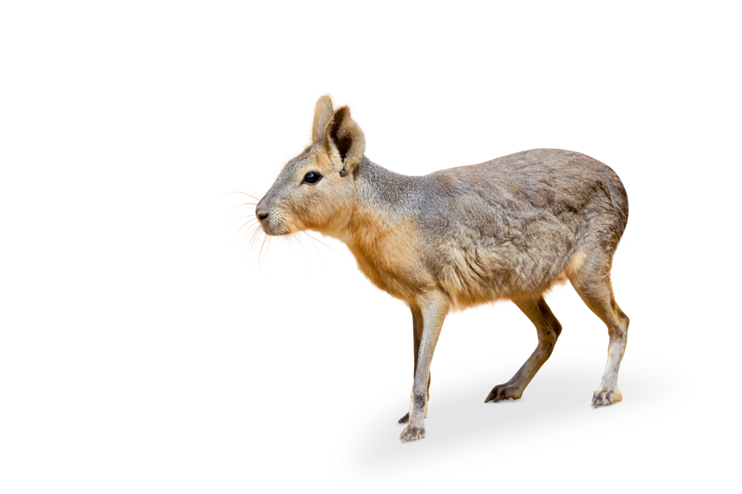 Patagonian mara The picture shows a Patagonian Mara. He looks to the left side.