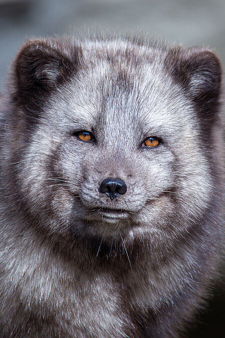 An arctic fox looks at the camera. Its fur has the summer, dark gray coloring.