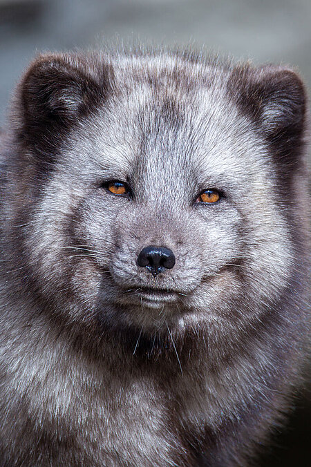 Ein Polarfuchs schaut in die Kamera. Sein Fell hat die sommerlich, dunkelgraue Färbung.