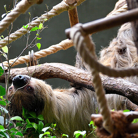 Zweifinger-Faultier im Tierpark Hellabrunn.