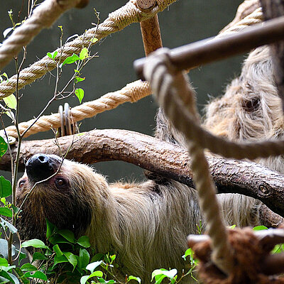 [Translate to English:] Zweifinger-Faultier im Tierpark Hellabrunn.