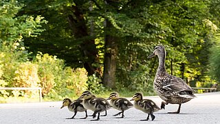 Vögel abends im Tierpark Hellabrunn