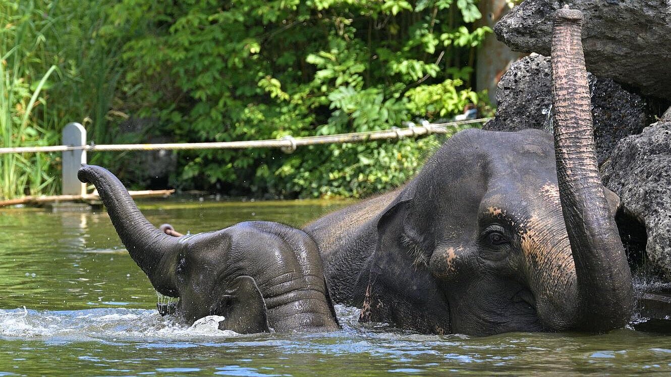 Rani und Savani zusammen im Badebecken