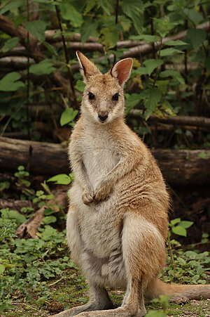 EIn Flinkwallaby sitzt aufrecht auf einer Wiese.