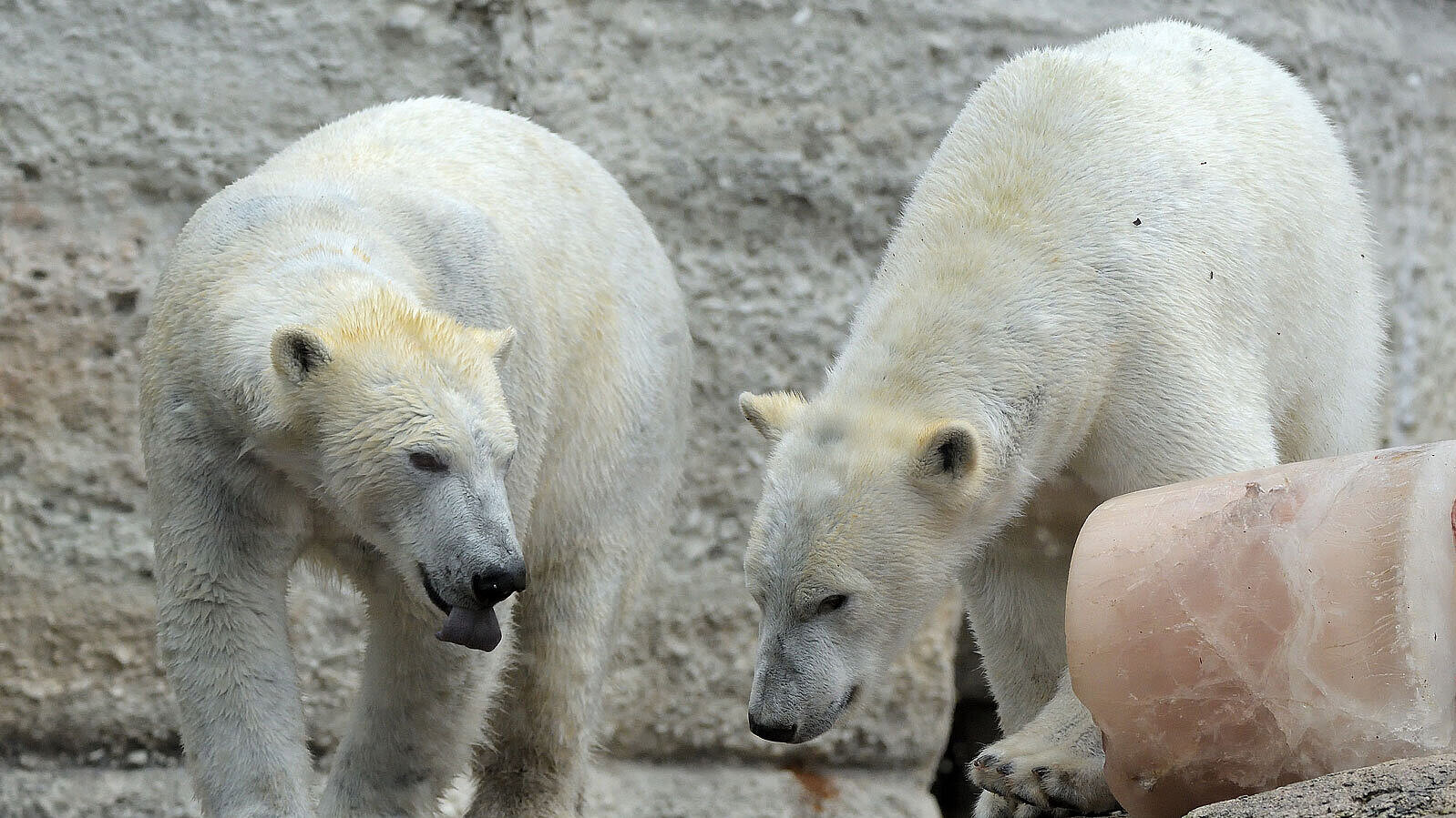 Zwei Eisbären