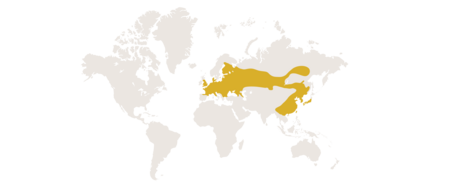 Die Verbreitungskarte der eurasischen Zwergmaus.