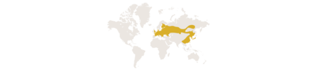 Die Verbreitungskarte der eurasischen Zwergmaus.