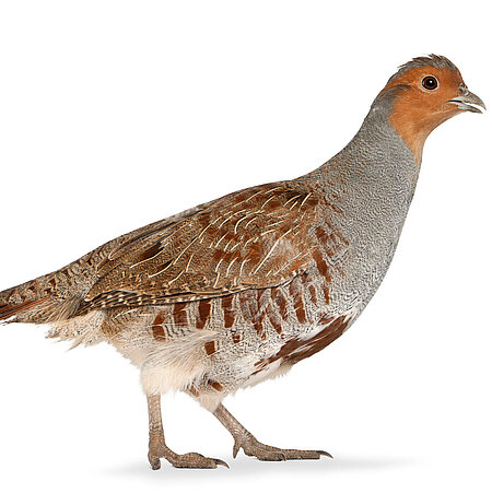 A partridge in the Hellabrunn Zoo.