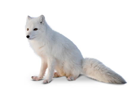 A sitting arctic fox looks into the left corner of the picture.